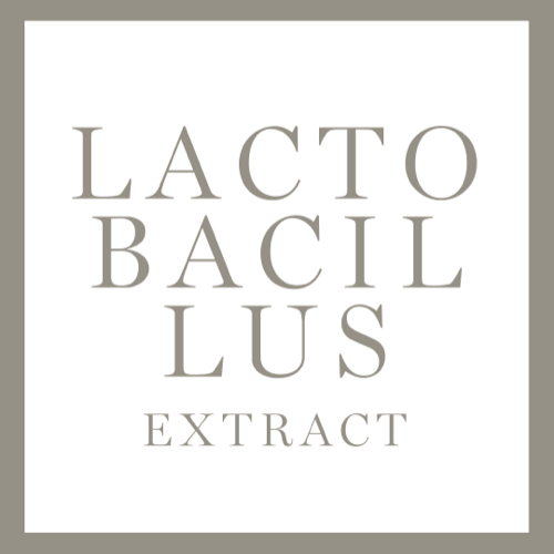 Lactobacilus Extract